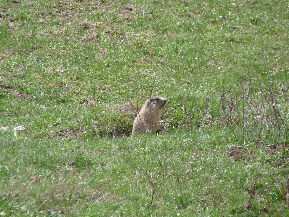 Les Marmottes D Estenc 外观 照片